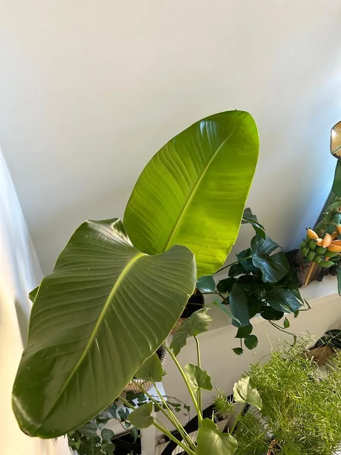 Monkey Tree Stay Schiedam Guest house